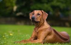 Chien Scooby